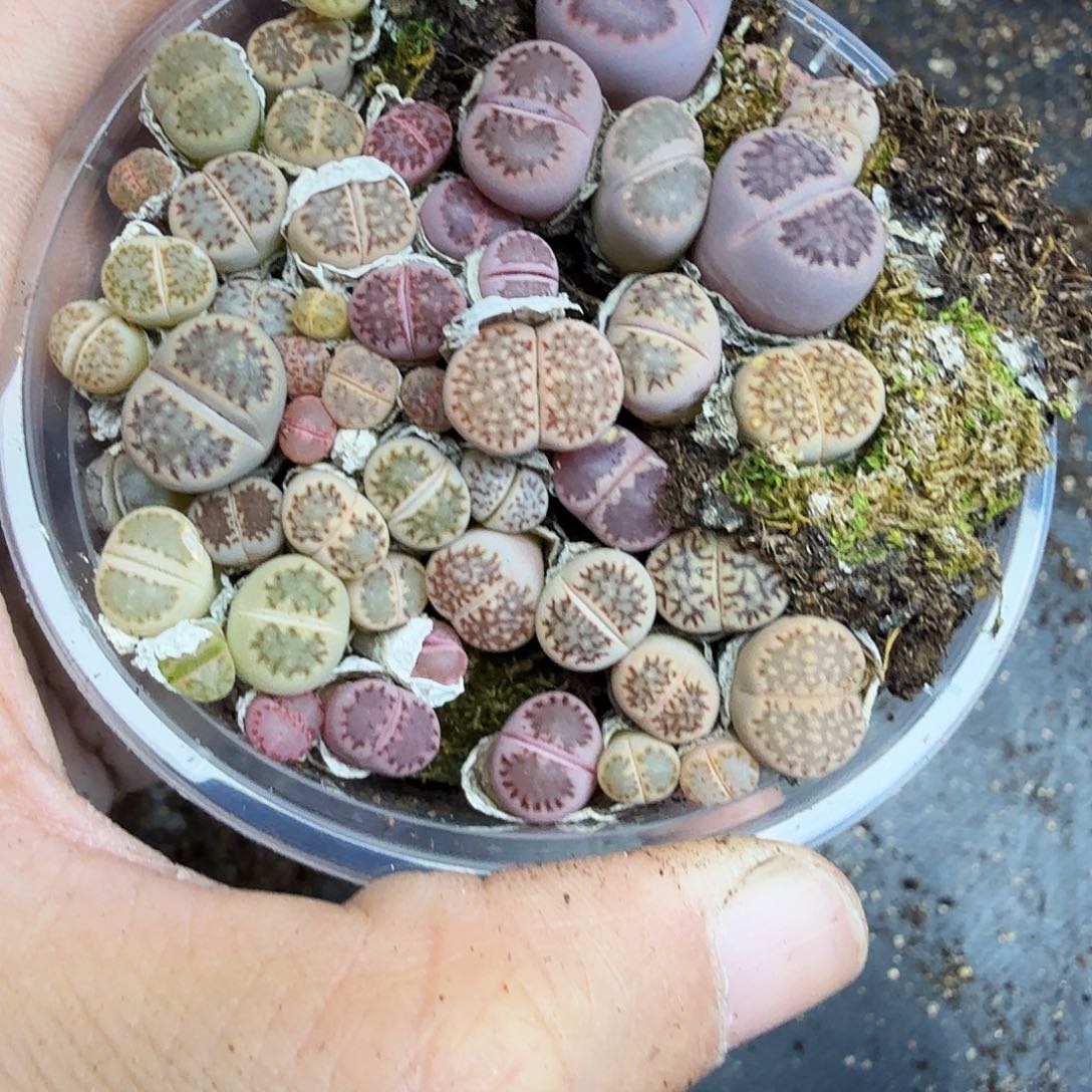 这个点睡起来都还要一觉700