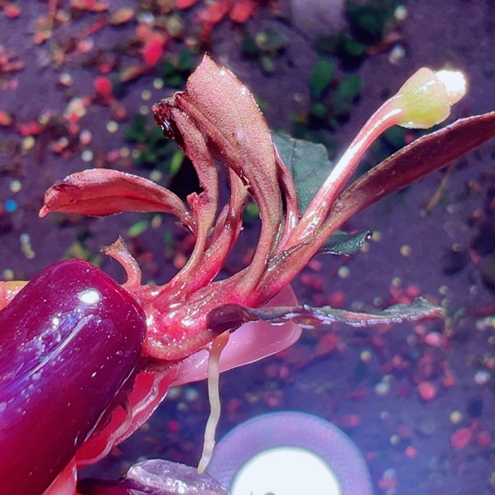 福利9号福利价植物一头