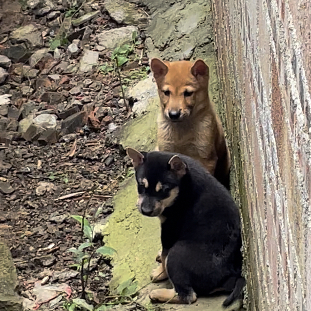 中华田园犬狗狗活体适合家庭饲养的宠物犬不包邮