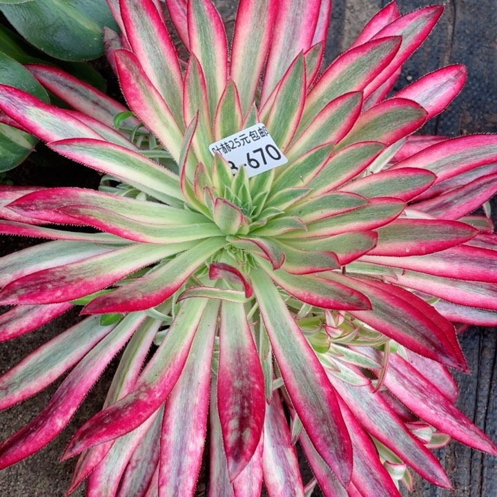 670朱雀多肉12345678