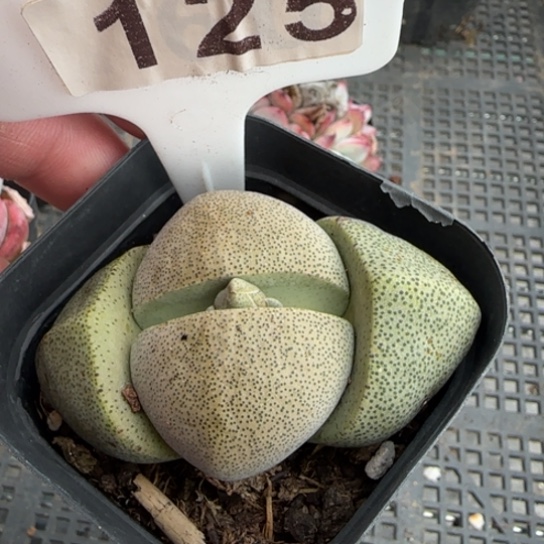 125元宝一物一拍多肉