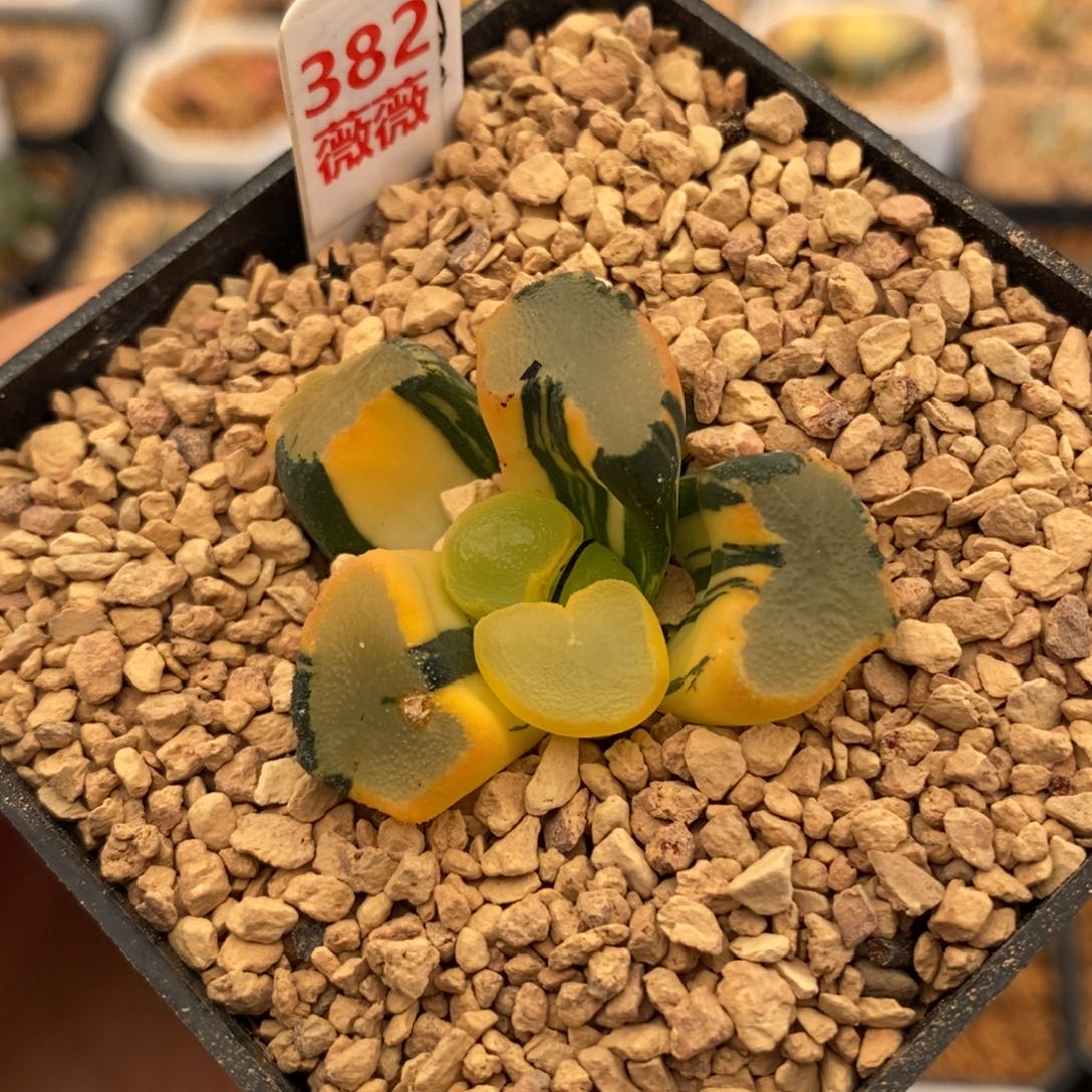 382大明湖万象多肉植物