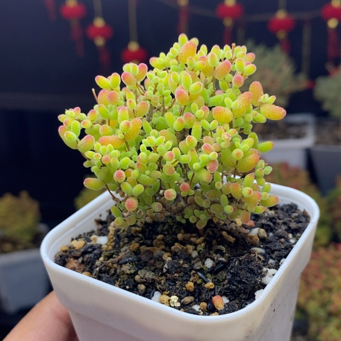 297号蜜橘糖球枝干多肉 