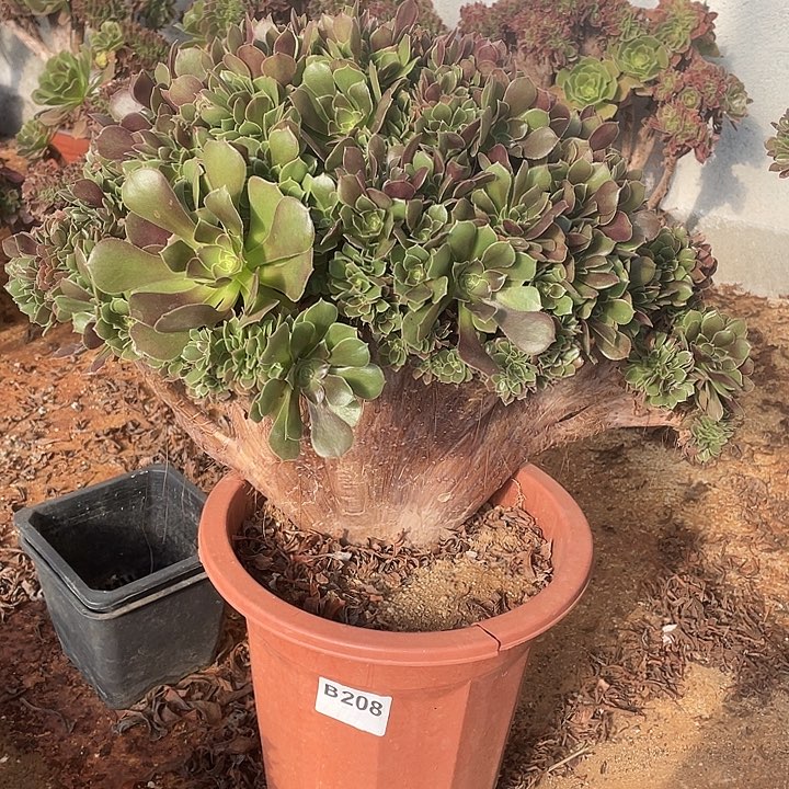 B208柠檬缀化55-1脱土包邮