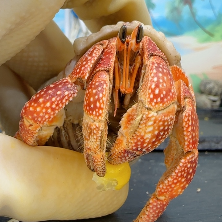 关***觉橘 毛里求斯草莓2.5cm口径