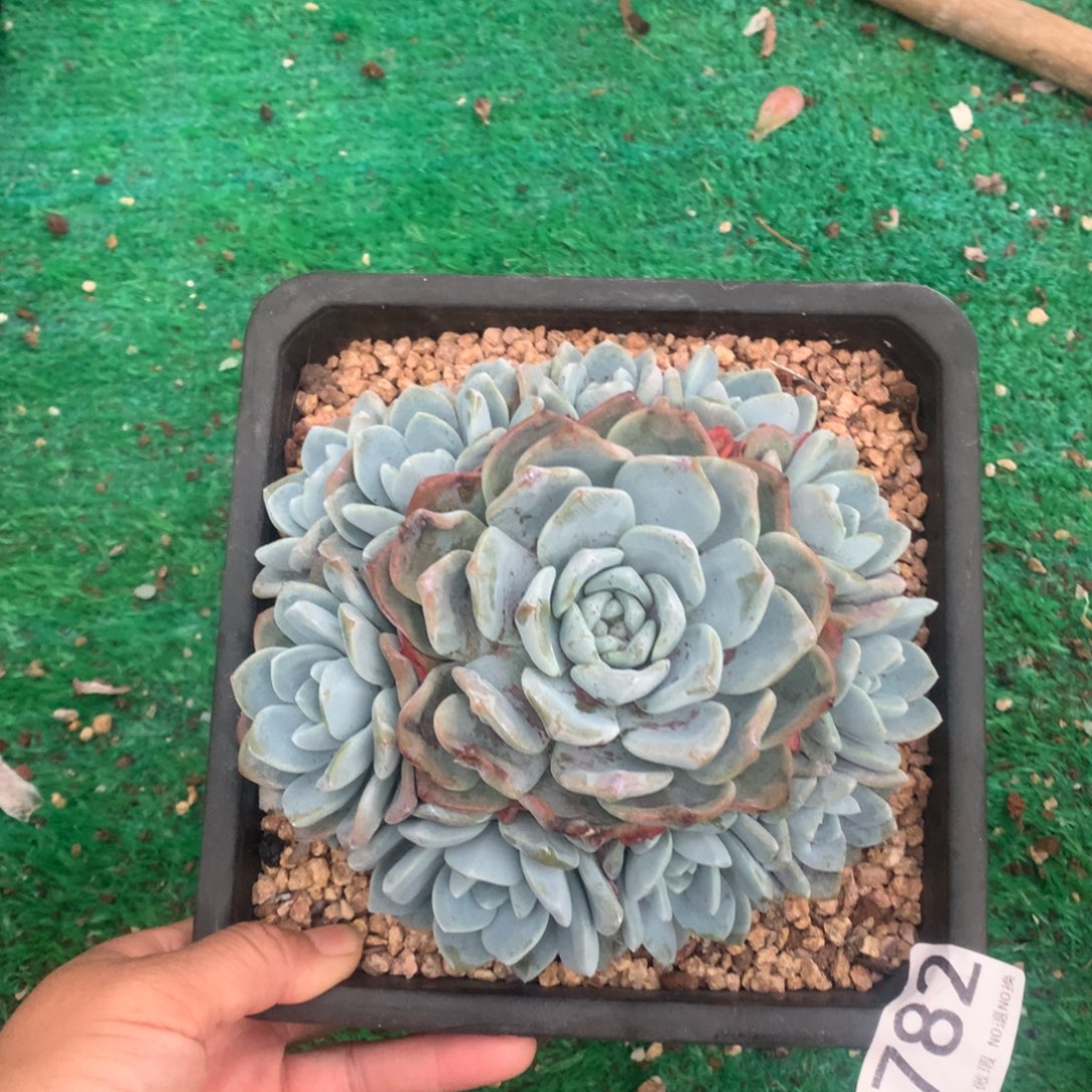 782冰玉手捧多肉植物