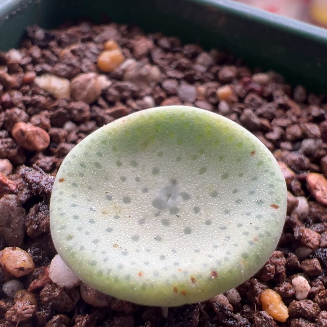 380。优选凹脸1427小酒杯