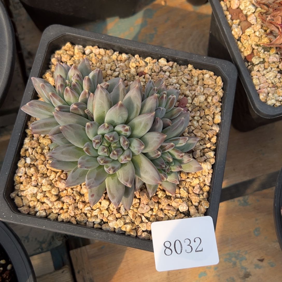 拍*了8032多肉啊多多多肉