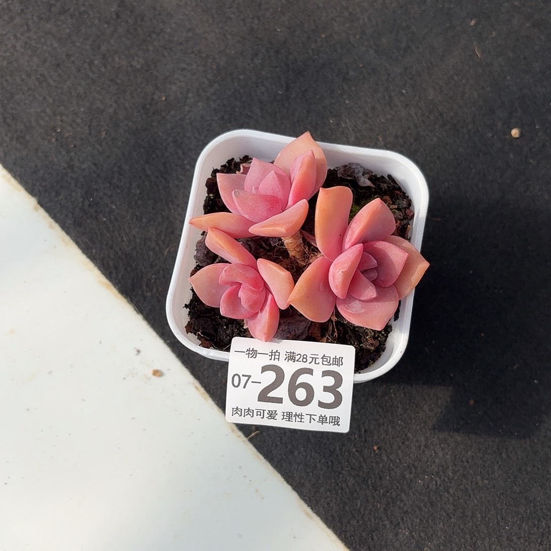 彩虹糖无盆土发货无