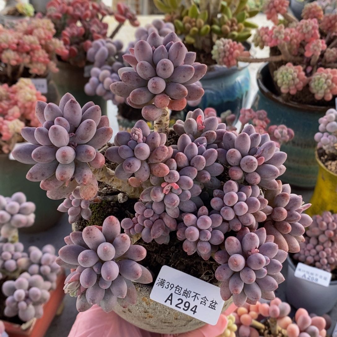 婴儿手指老桩14cm294多肉植物