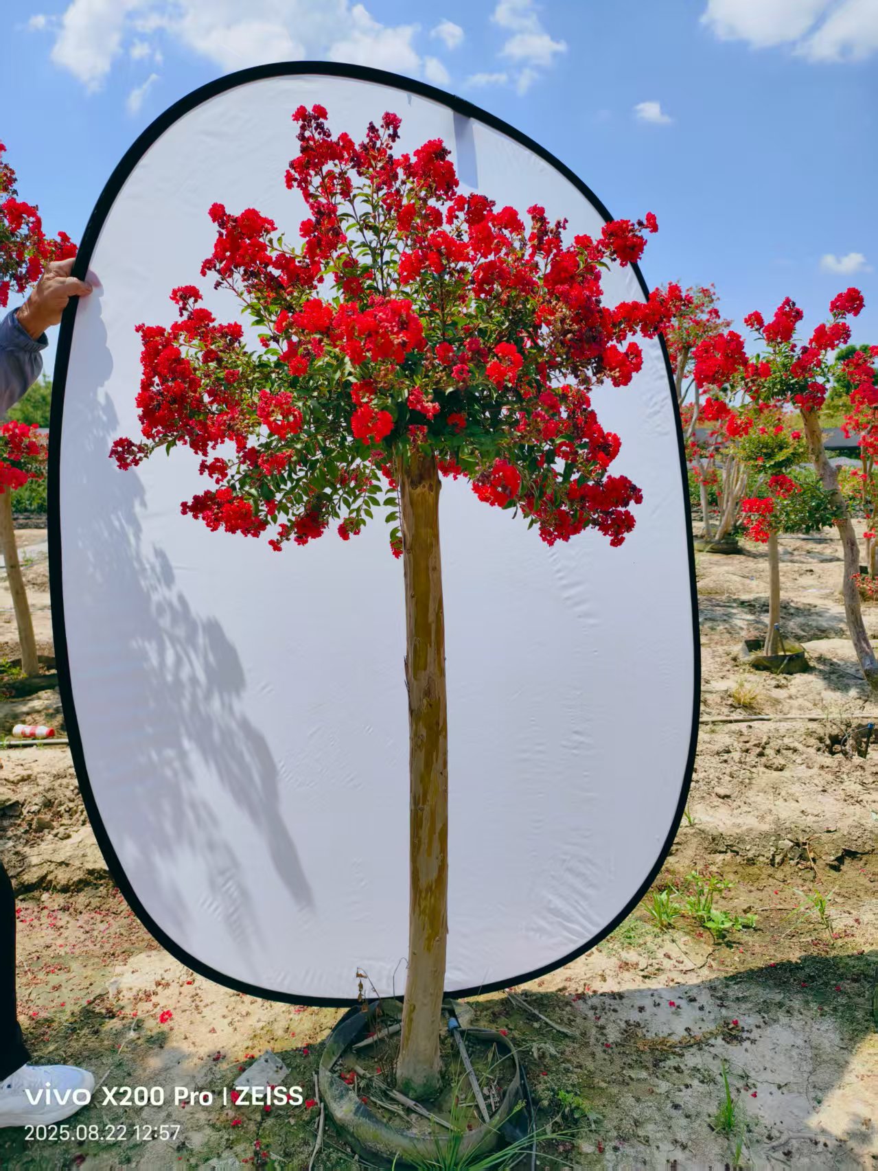 小叶姬玲珑矮化紫薇庭院盆栽地栽花园别墅造景漳红樱特大号三角梅