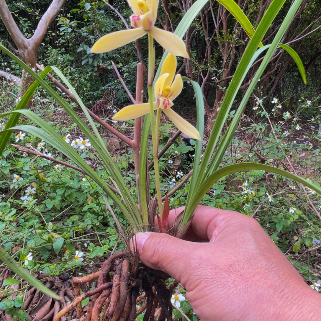 七***量全部花苞新品兰花兰花新品