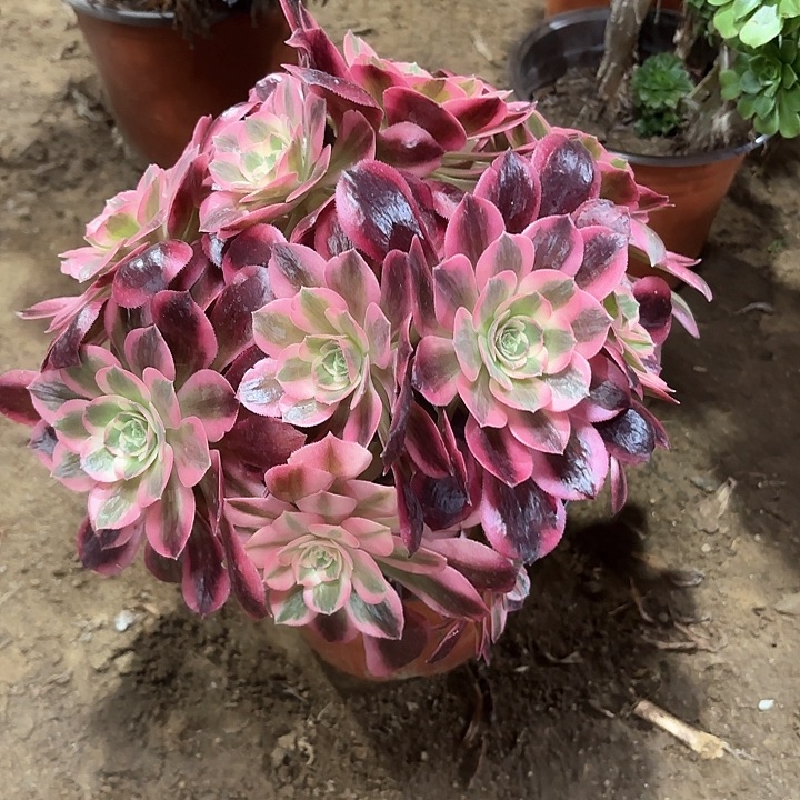 多肉植物不知名10