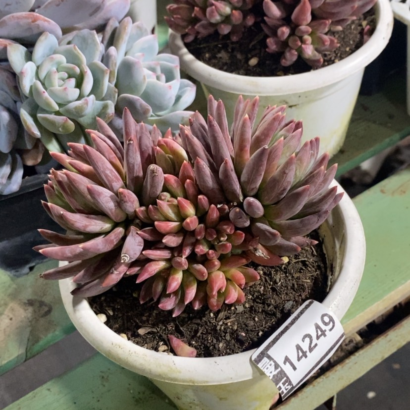 【闪购商品】炫彩星14249