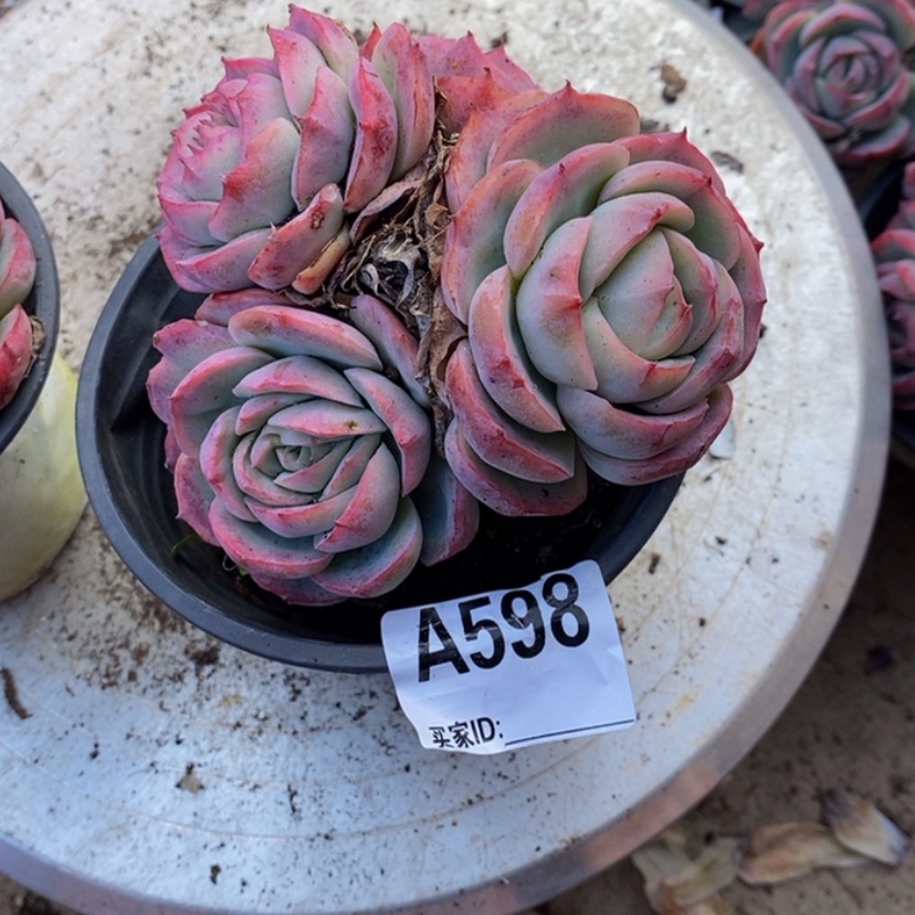 【闪购商品】文*多肉植物