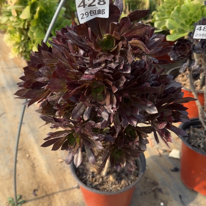 黑法师……多肉植物……