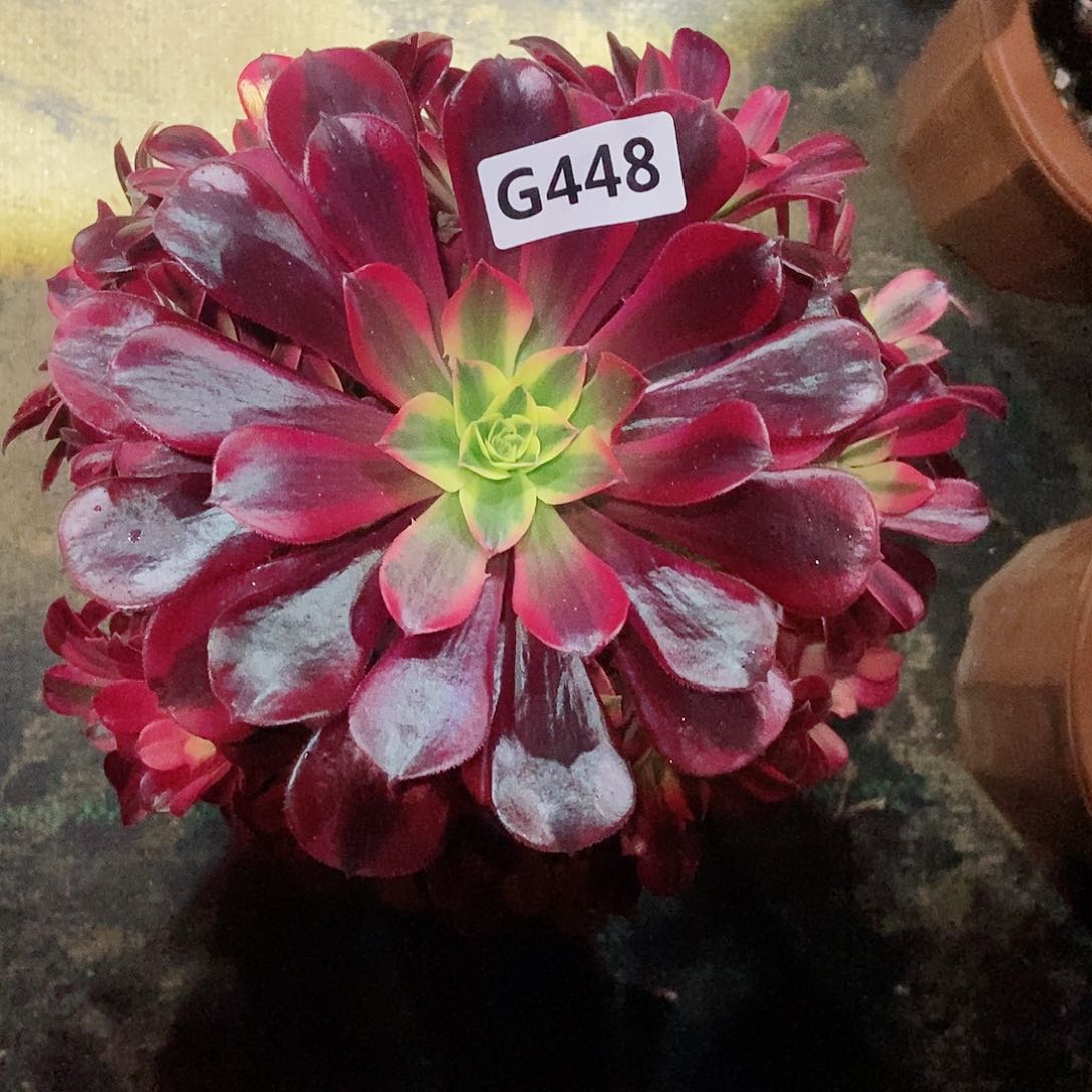 红陶448美杜莎3多肉