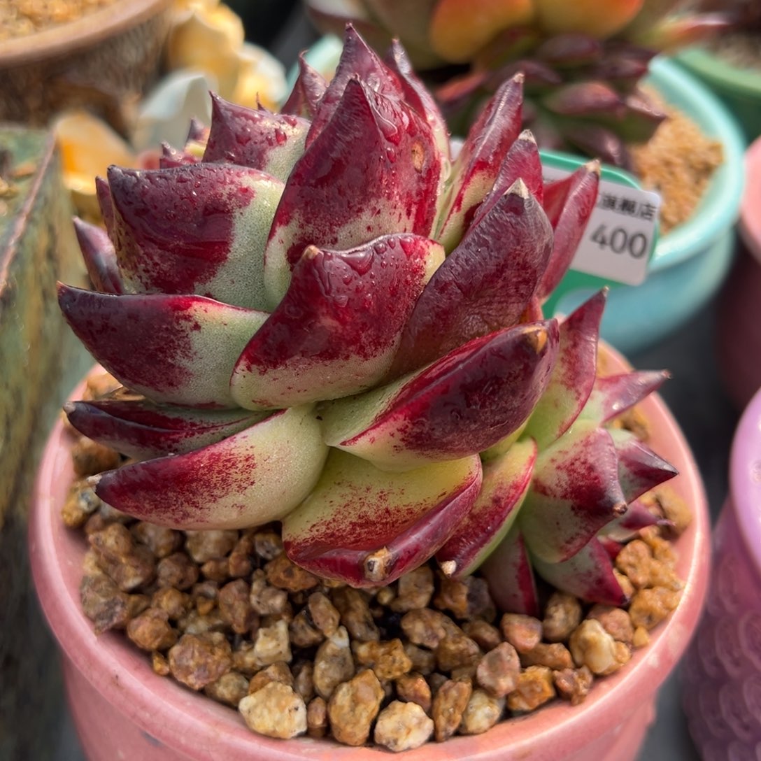 从前慢多肉精选编号0219.400