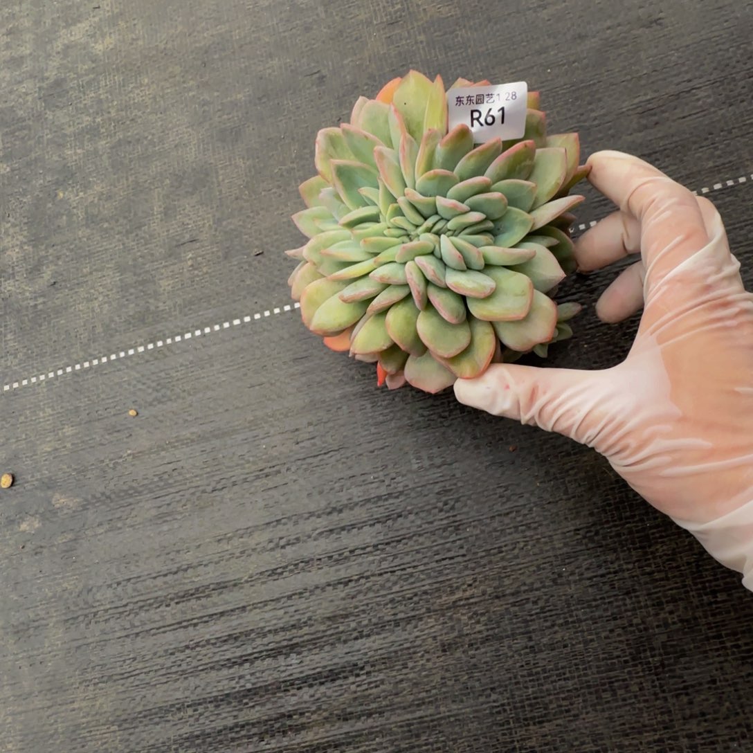 你***哥r r r r r r r r r r 61