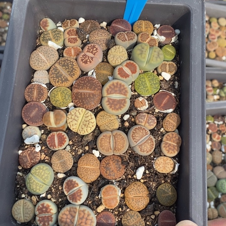 任***行生石花等植物的生长883