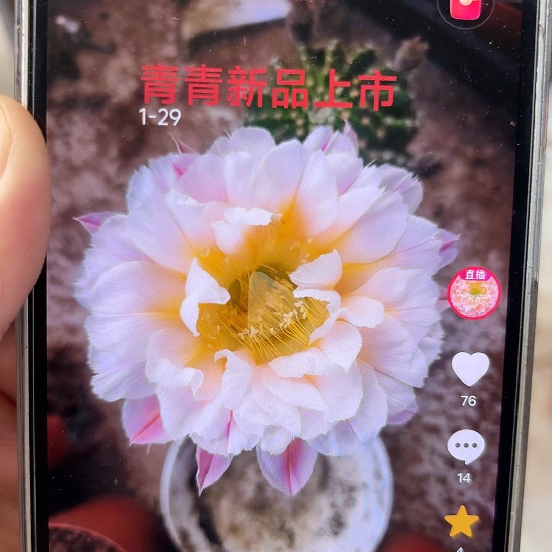 彩草1-29号6公分左右微瑕