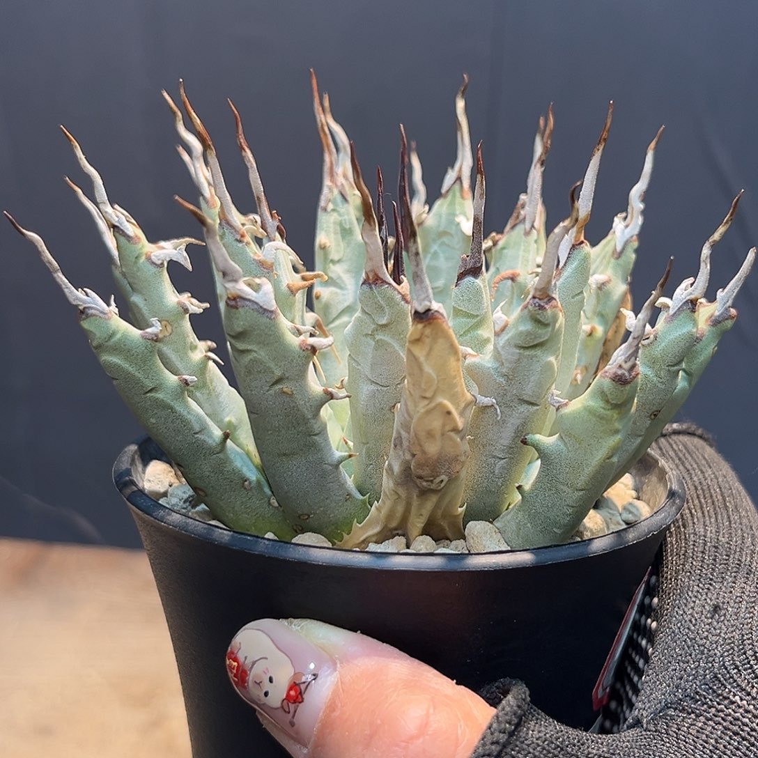 妖炎福利Zzzzzzzzzzzzzzzz