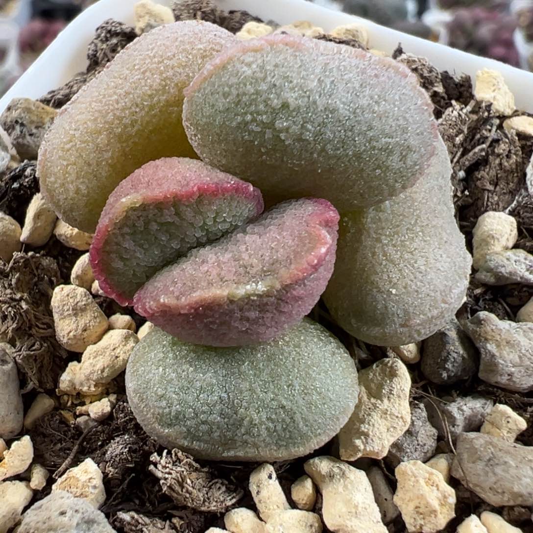 嫦娥磨砂蛋单头花型纯木质桩多肉