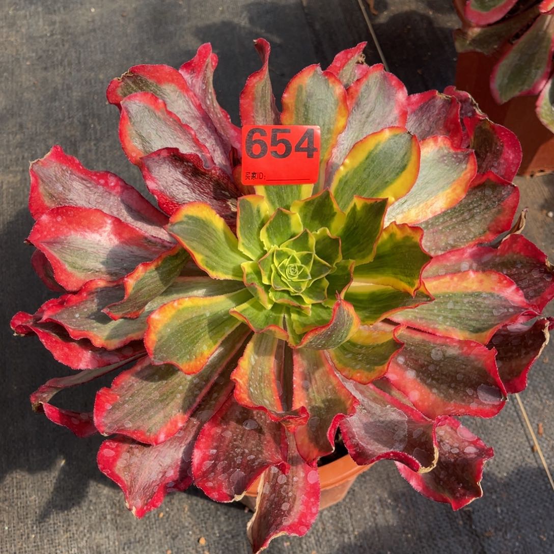 654多肉法师魅影