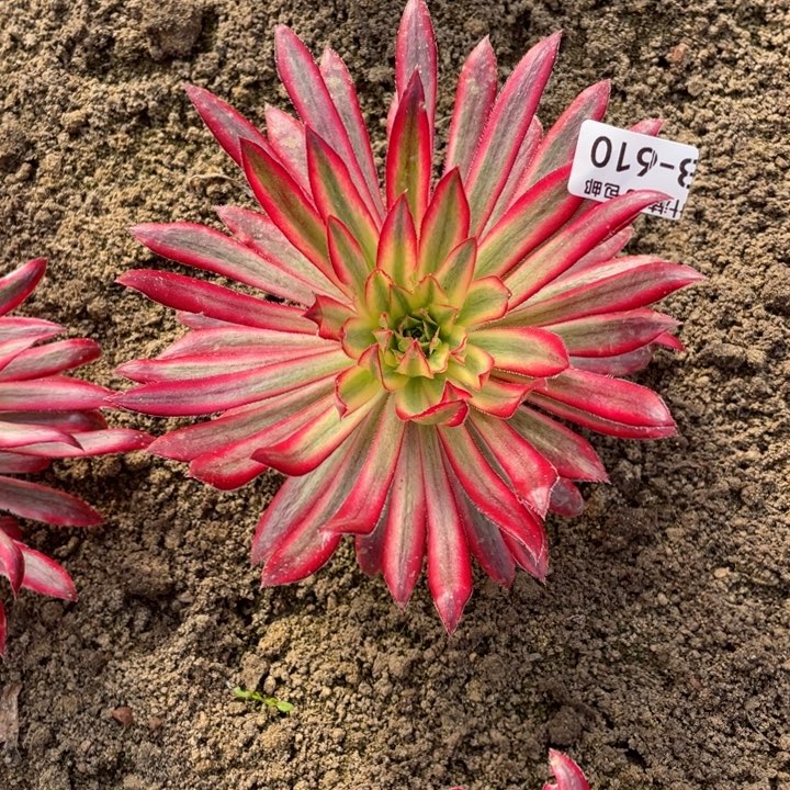 婉***610朱雀多肉123456789