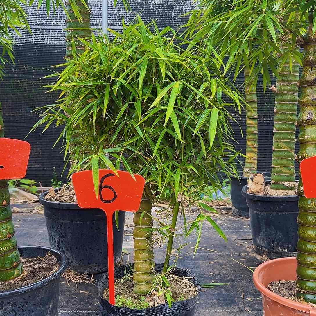 红陶佛肚竹8888888