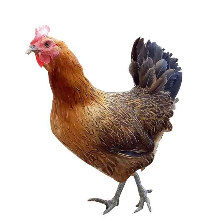 12只青脚麻羽下绿壳蛋宠物鸡散养宠物鸡