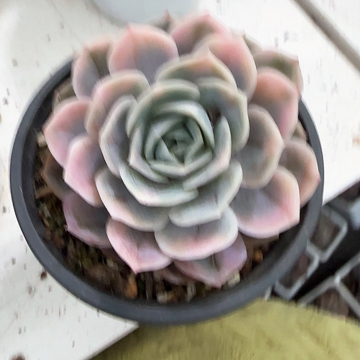 一**安青蛙王子儿童牙膏111