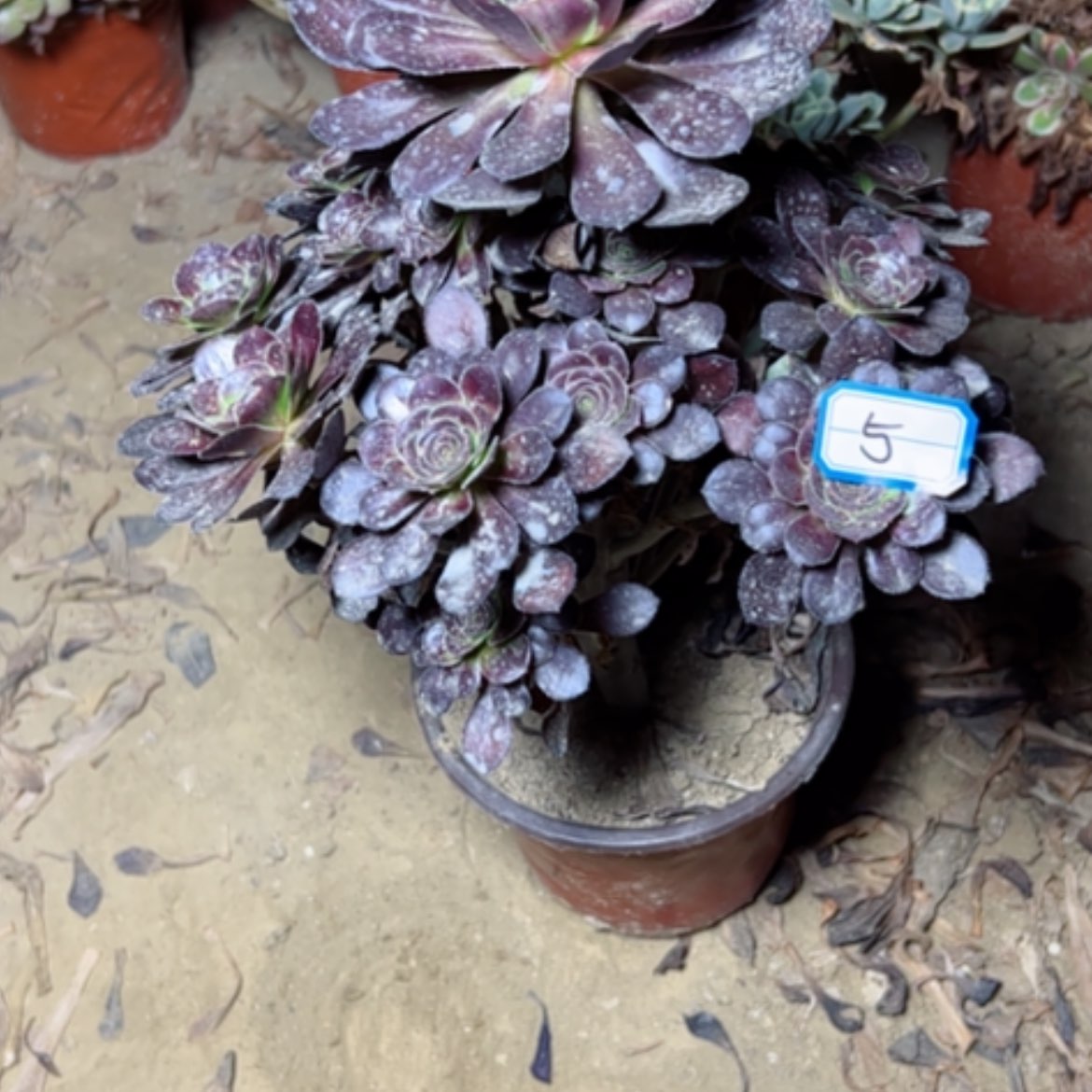 【闪购商品】多肉植物红酒5