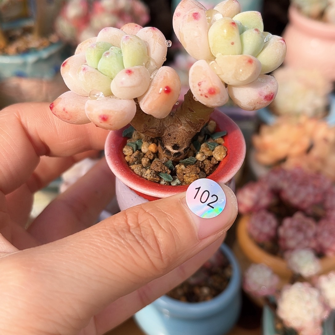 102 多肉含盆土30元包邮除偏远