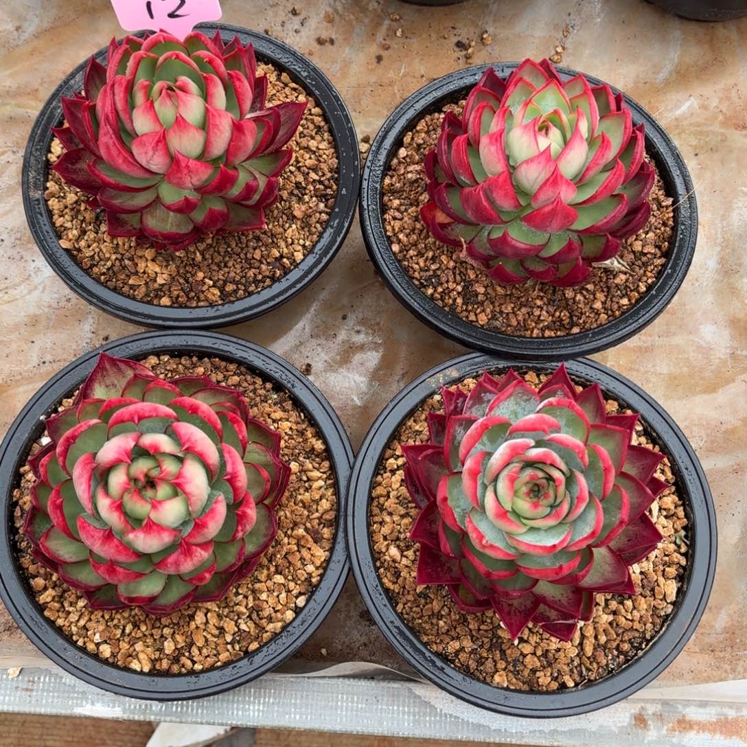 惊鸿仙子 四个一组 好看的