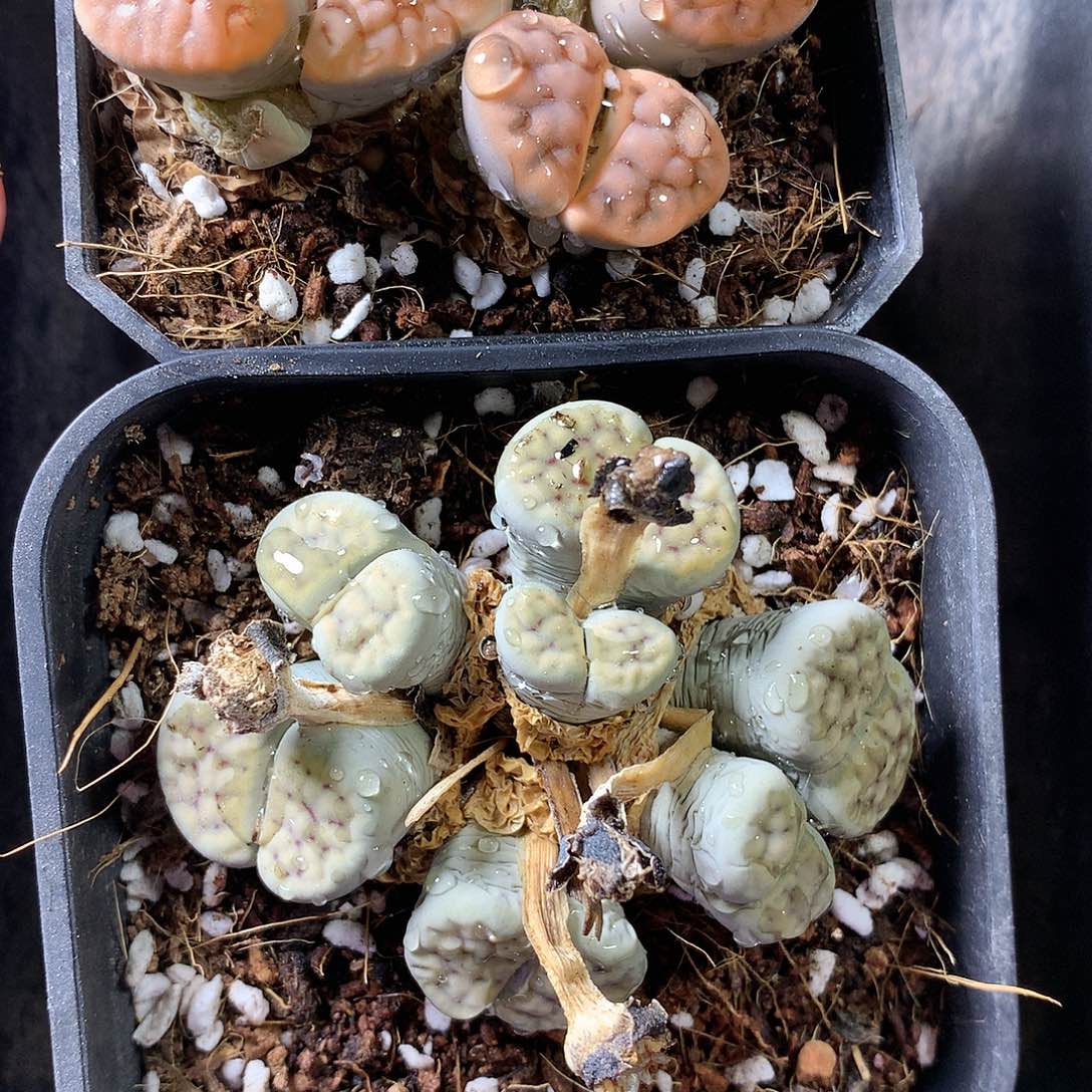 H****、A412多肉植物保护研究所