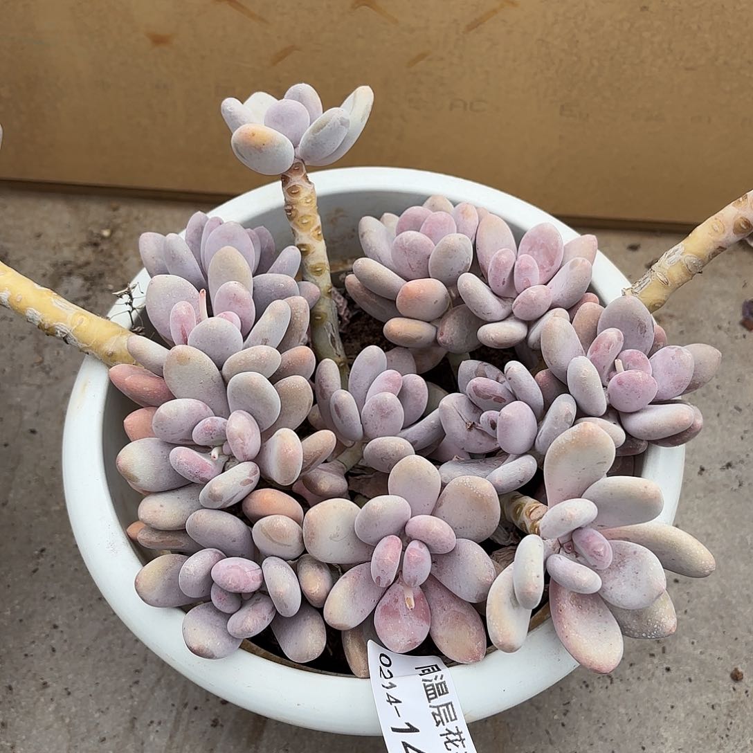 同温层多肉146桃美人