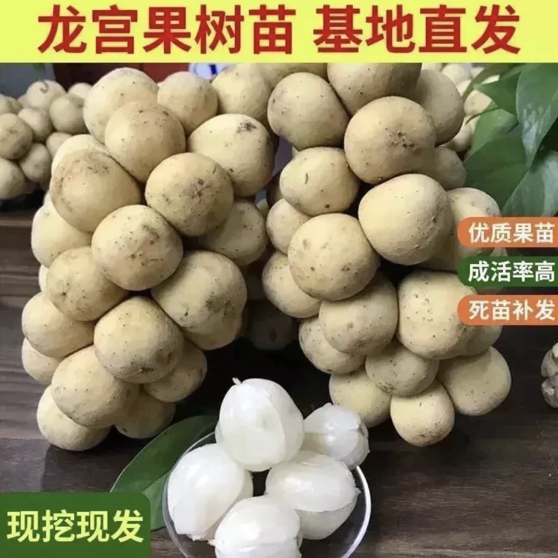 B正宗嫁接龙宫果苗泰国龙宫果树苗盆栽地栽果树苗南北种植