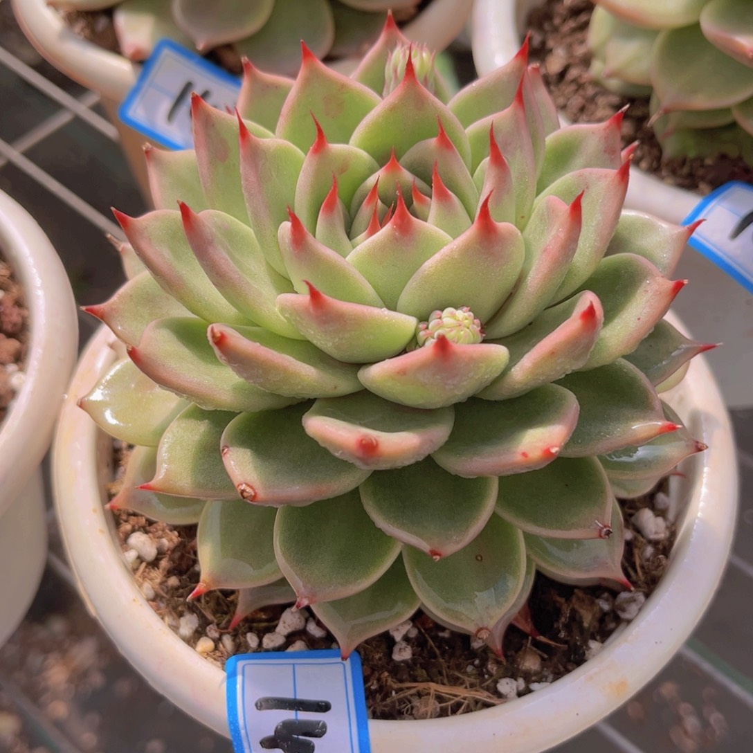 托斯卡11公分999999