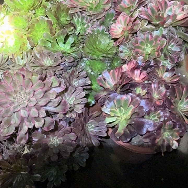 组合2颗老桩法师不同品种亏本福利