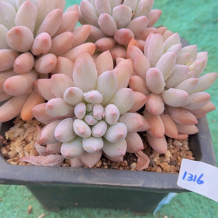 1316所罗门杂交多肉植物