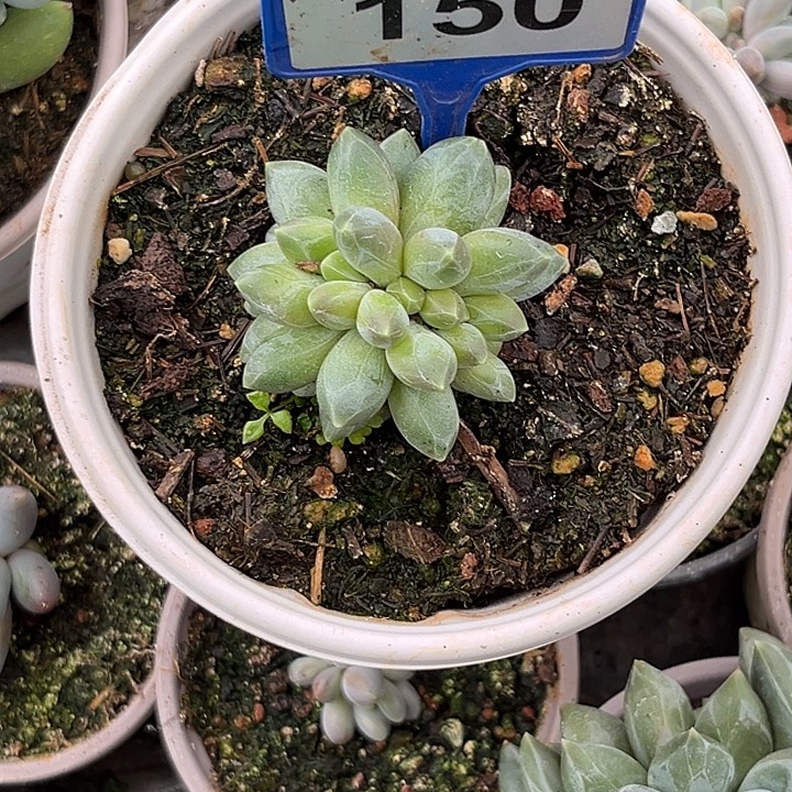 多肉植物玄女缀150