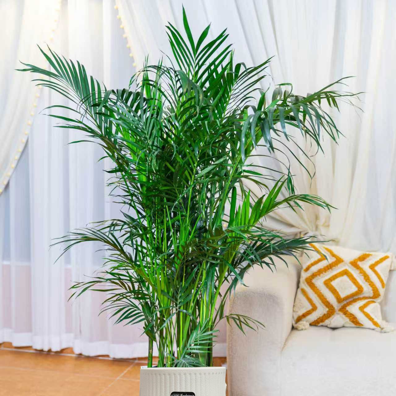 1.5-1.7米富贵椰子聚宝盆盆栽耐旱卧室散尾葵好养耐看净化空气