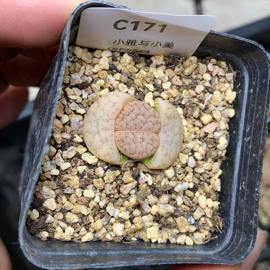 C171多肉植物保护