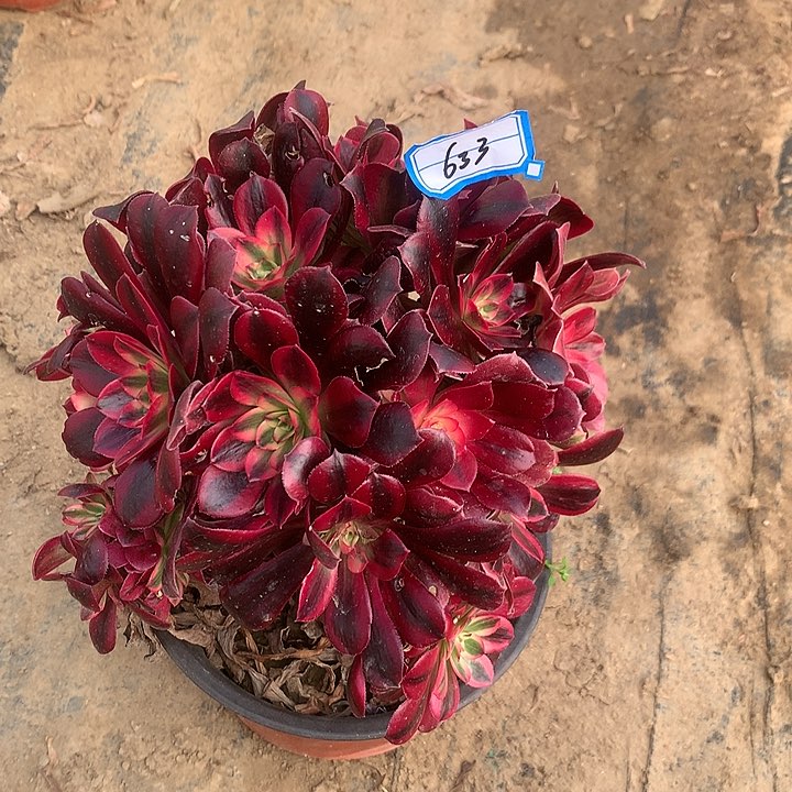 咖*雨凤冠多肉植物633多肉