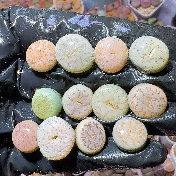 生石花121222。  357裸发