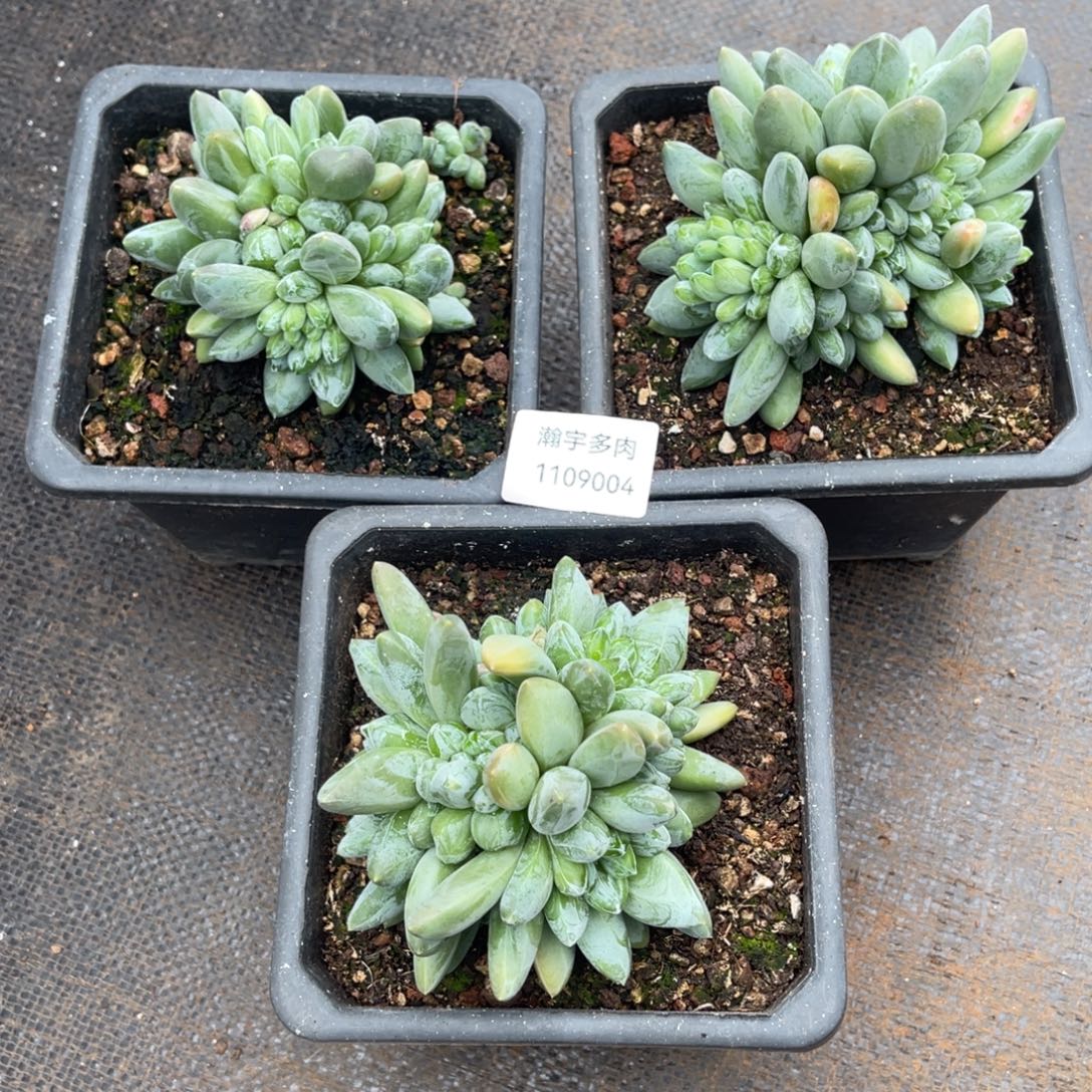 咖啡豆多肉植物04号