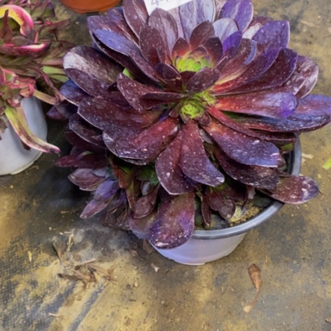 黑寡妇多肉植物4408