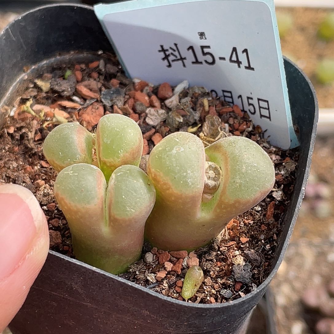 15-41混合编号风铃肉锥