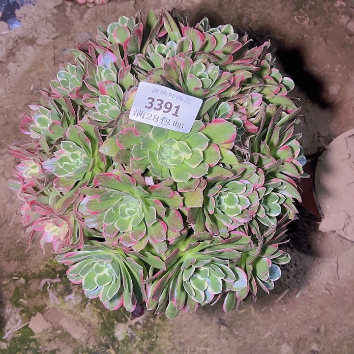 3391雨花石多肉植物2号